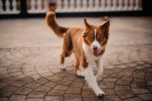 ����� ��������� ��������