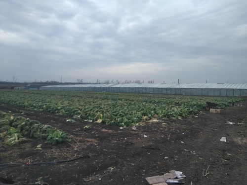 ����������� �������� ���������� �������� �� ���������� ���������������� ��������� ���������