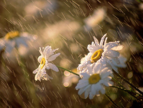 ������� ������ �� 30 ����