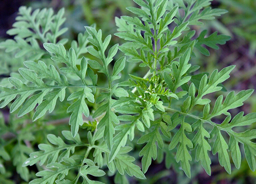 �������� �������� ��������� ������������ ������� � �������� 